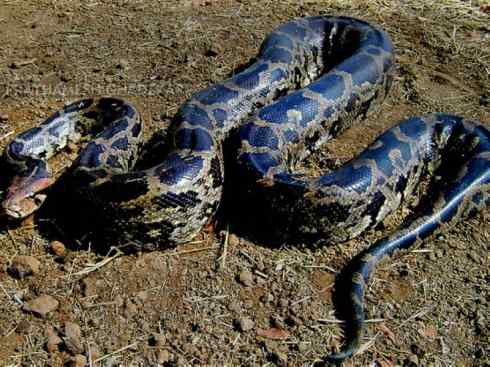 龙：传说的兽原型探秘（蟒蛇类）