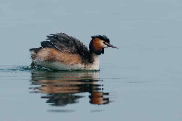 凤头鸊鷉相恋在春天