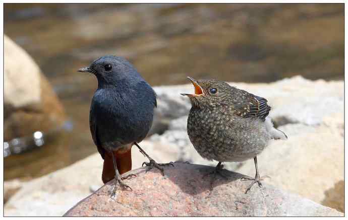 【I wbr'd wbrnever wbrfind wbra wbrlove wbrlike wbrthis】（父爱如山）