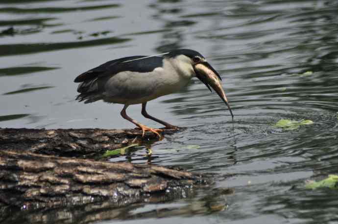 无头无尾的巧遇