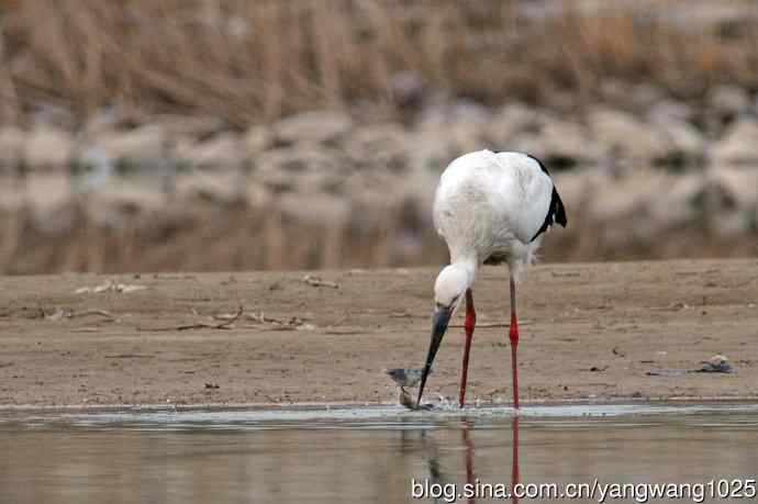 鲜活的鲫鱼,美味的早餐(东方白鹳进食记实) 鲜活的鲫鱼,美味的早餐(东方白鹳进食记实)