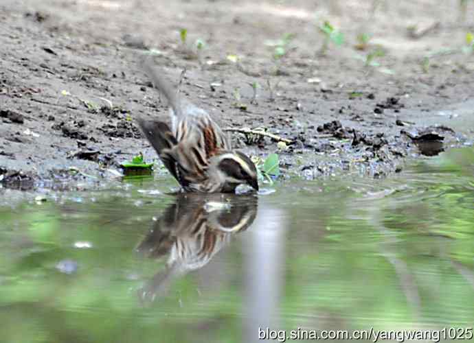 黄眉鹀与白眉鹀