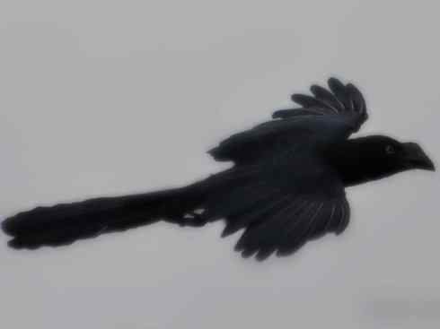 奇特的盔：大犀鹃