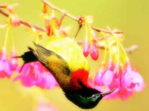 美丽无罪：雀鸟之太阳鸟