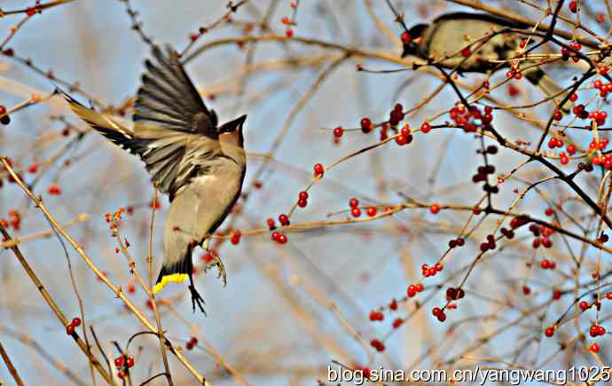 太平鸟（抓拍）2