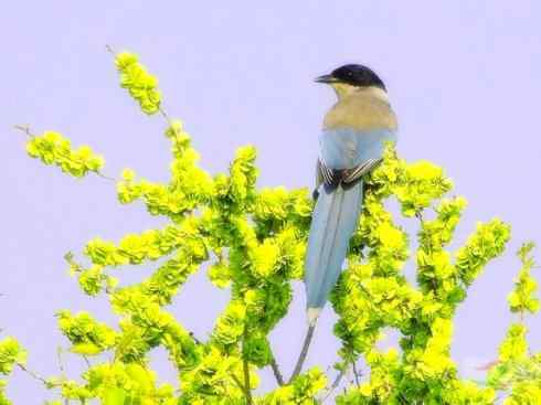 雀鸟也彪悍：赤练仙子（灰喜鹊）