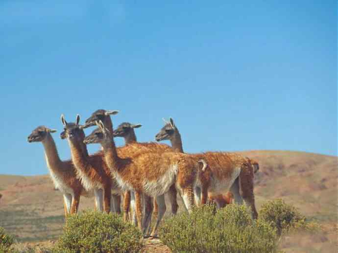 犬科：狐亚科食蟹狐属之食蟹狐