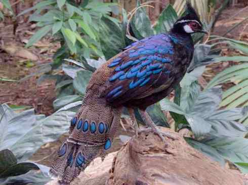 凤凰：传说中的鸟原型探秘（孔雀雉）