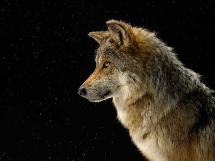 犬科：犬亚科犬属之灰狼