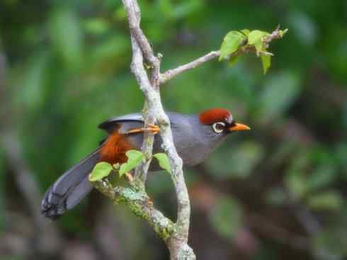 美丽无罪：雀鸟之噪鹛