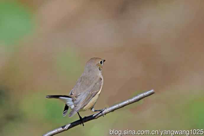 秋天的红喉姬鹟（14）