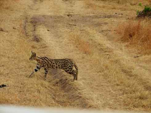 独角兽：传说的兽原型探秘（霍加狓）