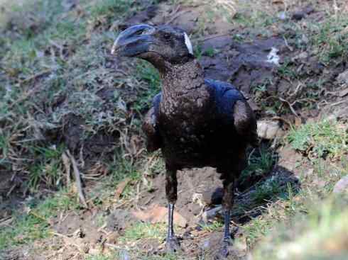 奇特的盔：厚嘴渡鸦