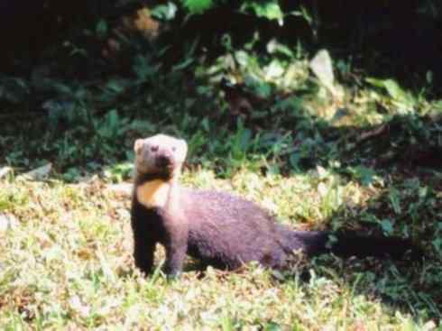 十大喜食蜂蜜动物：黄喉貂
