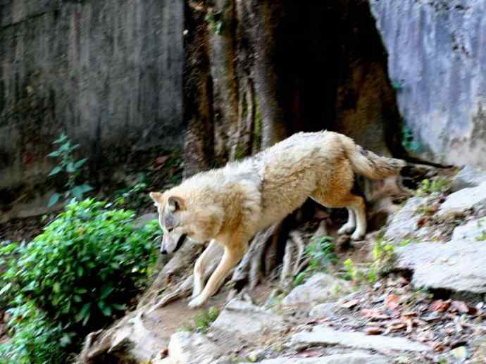 犬科：犬亚科犬属之灰狼