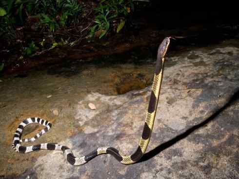 龙：传说的兽原型探秘（环蛇类）