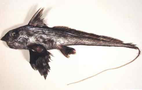 鱼类活化石：银鲛