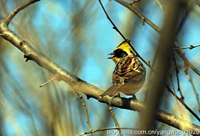 北京植物园的鸟类——黄喉鹀(wu)