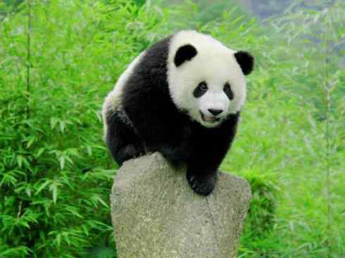 犬科：犬亚科犬属之灰狼