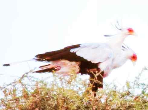 猎奇：十大奇异鸟类之三