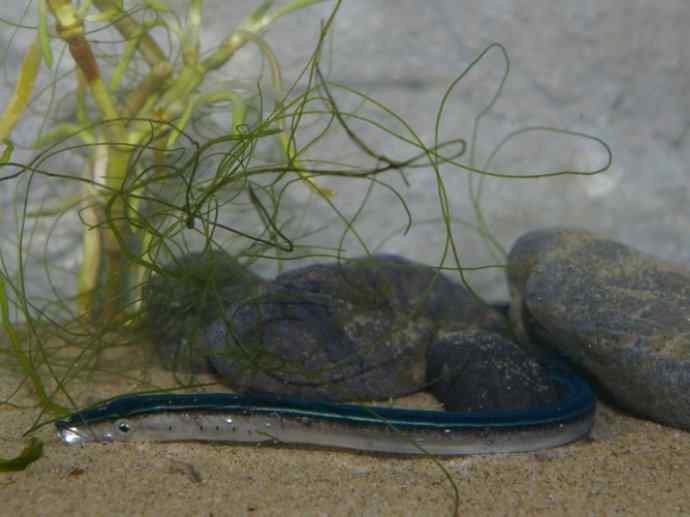 鱼类活化石：背眼七鳃鳗