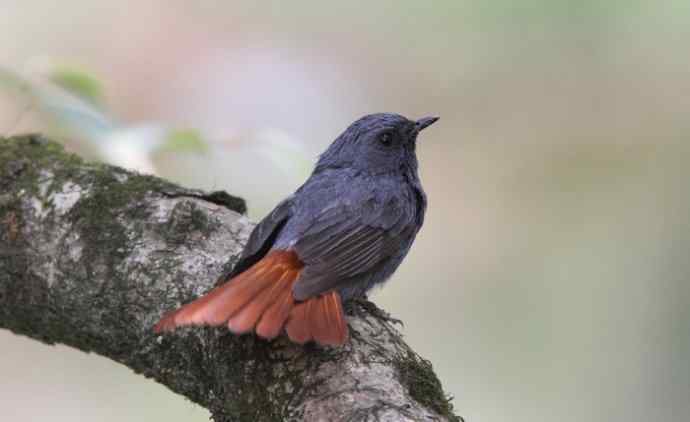 婺源观鸟行之沿途观鸟篇 婺源观鸟行之沿途观鸟篇