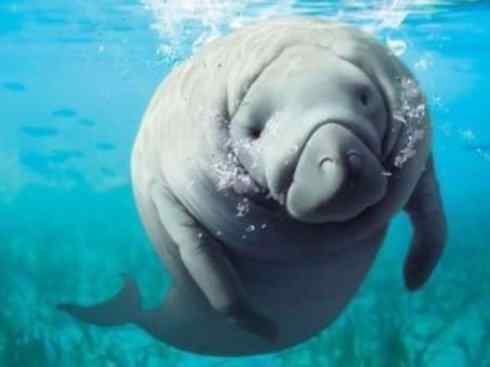 美人鱼：传说的兽原型探秘（儒艮）