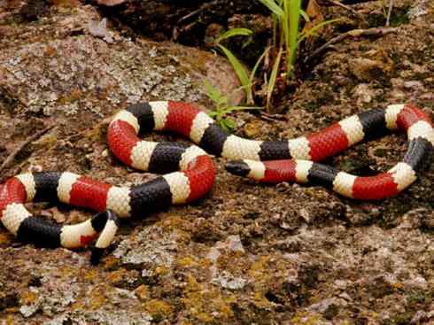 龙：传说的兽原型探秘（环蛇类）