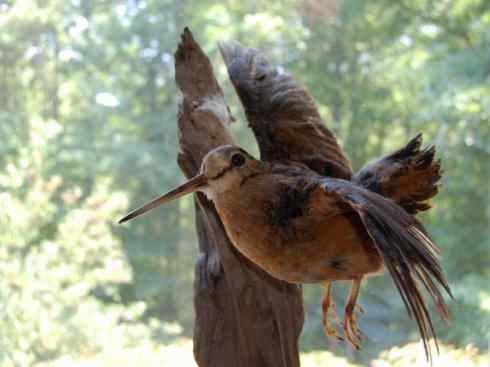 鸟类之最:小丘鹬 鸟类之最:小丘鹬