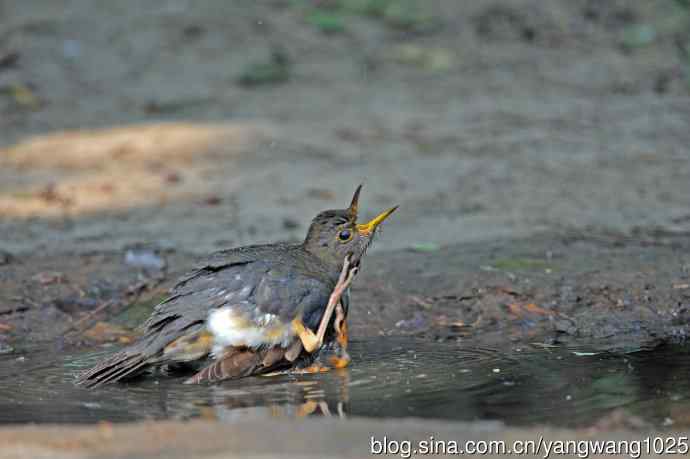 洗浴的灰背鸫