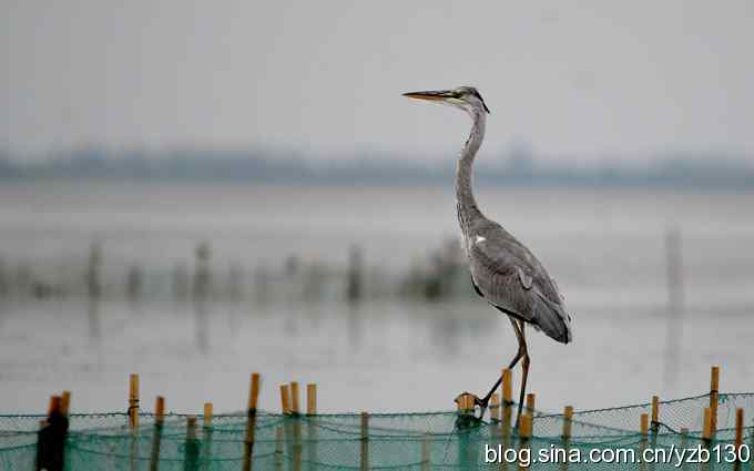 鸟的天堂9鈥斺斘诹核睾５哪信浣牵ㄗ橥迹