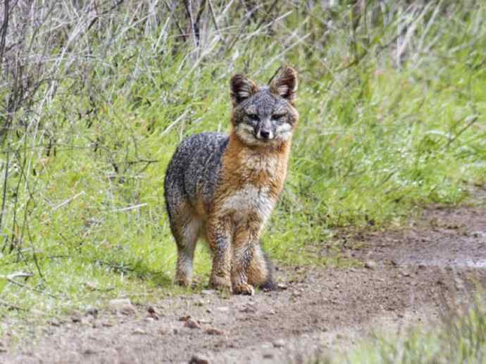 犬科：狐亚科灰狐属之灰狐、岛屿灰狐