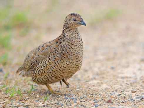 凤凰：传说的鸟原型探秘（鹌鹑）