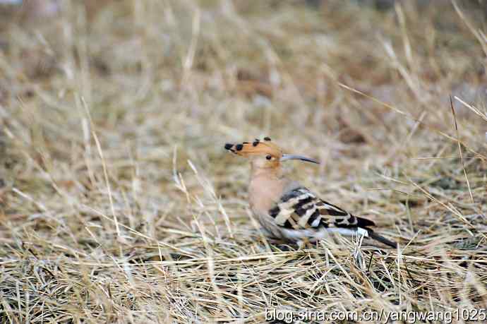 戴胜冠开在十六