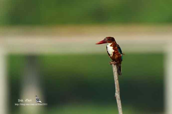 福州森林公园的白胸翡翠