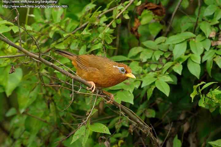 画眉饲养知识大全：画眉300问