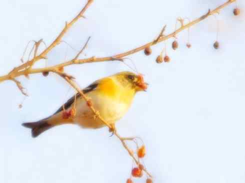 家禽驯化之源之二十二