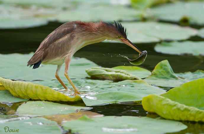 初到将府拍小鳽
