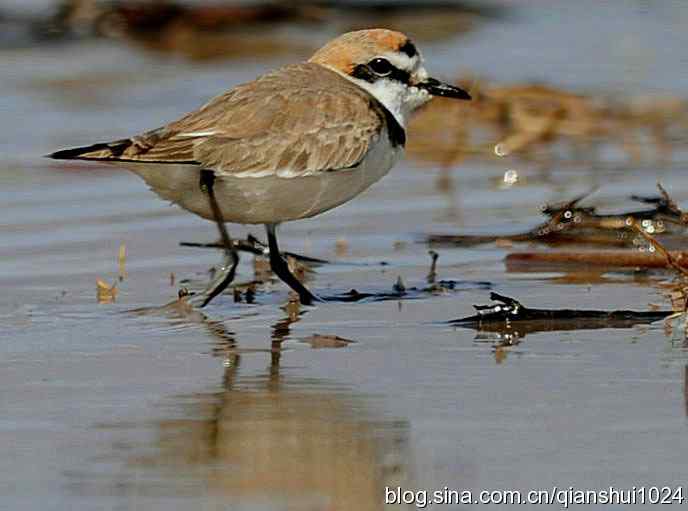 野鸭湖新拍小鸟.环颈鸻