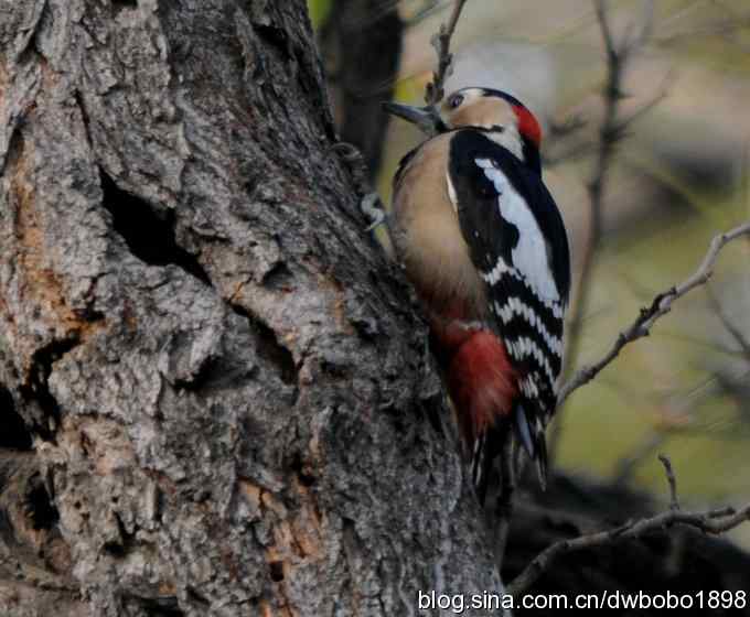 莲花池林鸟小拍