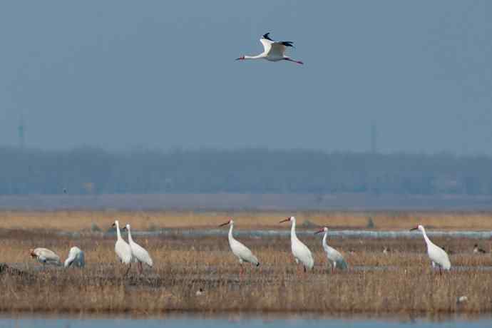 【新鸟】暮春观白鹤☆