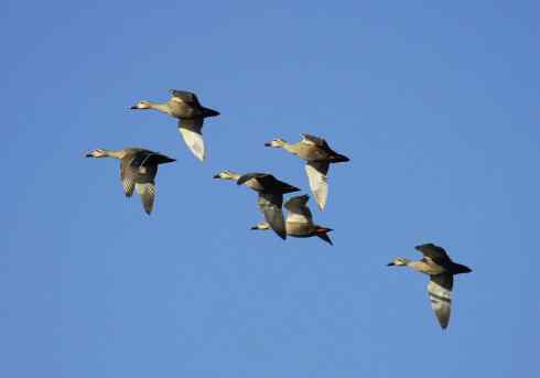 家禽驯化之源之二