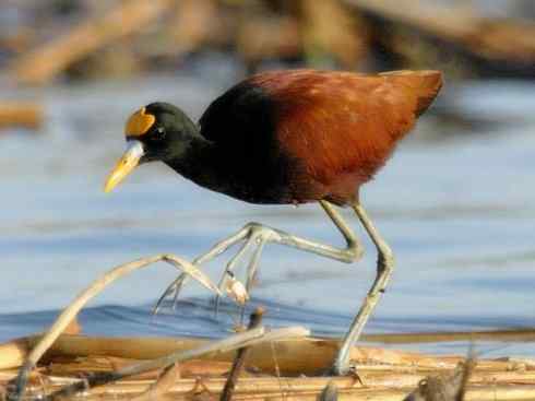 奇特的盔：非洲雉鸻