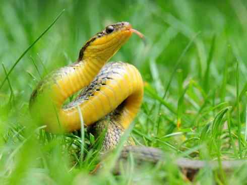 龙：传说的兽原型探秘（水蛇类）