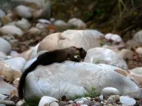 十大喜食蜂蜜动物：黄喉貂