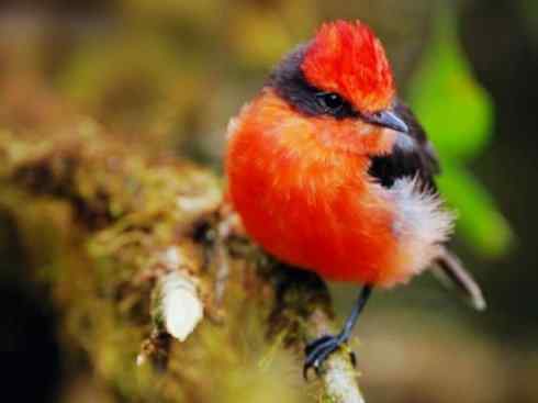 极品红色鸟类：朱红霸鶲