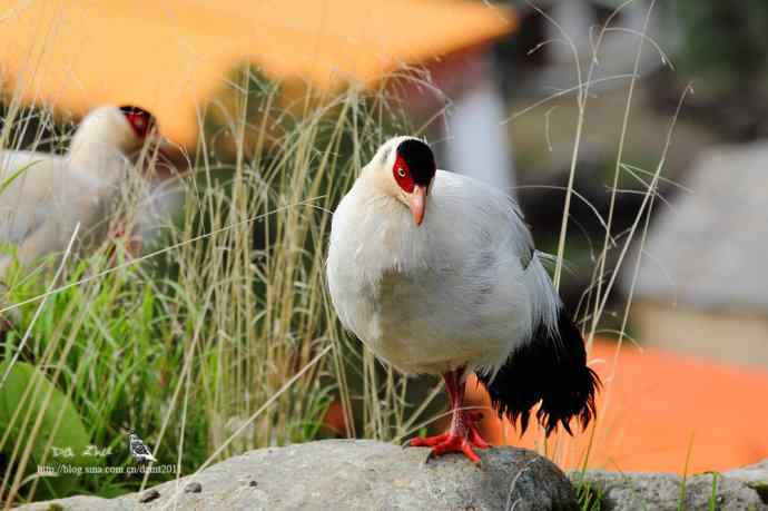 川西行鈥斺敯茁砑