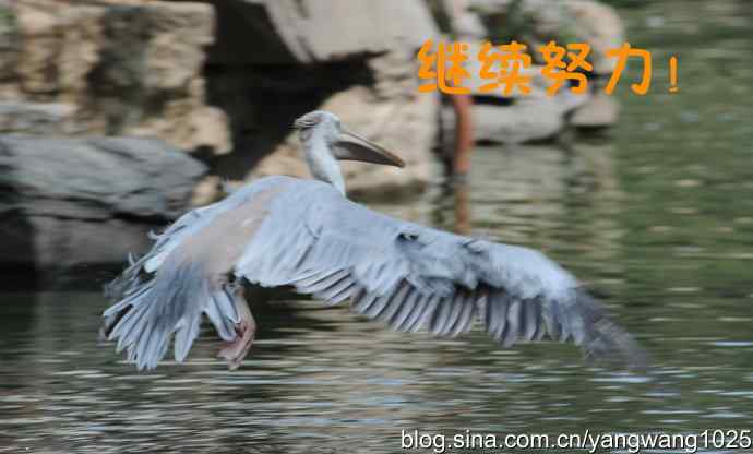 舞（大鹈鹕之舞）