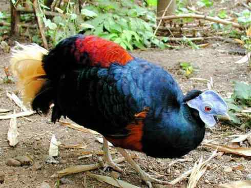 凤凰：传说中的鸟原型探秘（鹇）