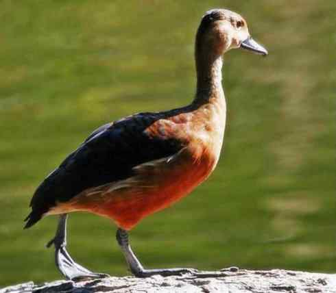 欣赏：美丽的树鸭